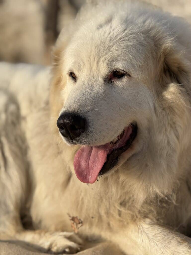 Akyra, chien patou des Pyrénées, fidèle compagnon au Château Papounan, chambre d’hôtes de charme au cœur du vignoble de Saint-Estèphe dans le Médoc.